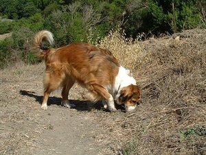 Female Sable English Shepherd doing one of her jobs, hunting vermin.