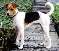 This tri-coloured dog of Fox Terrier type exhibits several traits characteristic of the descendent breeds, including an inherited instinct for digging.
