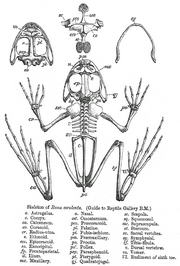 Skeleton of Rana