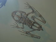 Frog skeleton