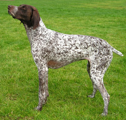This liver-and-white German Shorthaired Pointer has a ticked coat and a patched head.