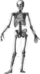 An old diagram of a male  human skeleton