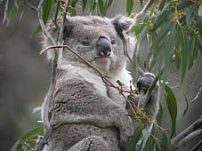 Koala in Manna Gum forest, southern Victoria.