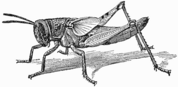 Nymph of Locust (Schistocera americana) with distinct wing-rudiments