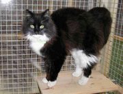 Black and White Domestic longhair (Click for larger image)