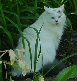 A white Maine Coon