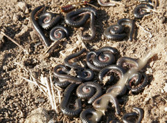 A number of millipedes - found under a rock