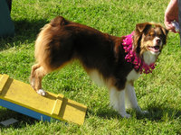 Mini Aussie dressed up and showing off its agility contact-zone skills