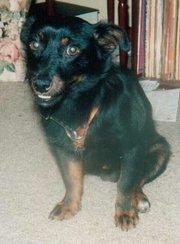 Short-haired brown, black, yellow, or brown-and-black coats like this are common in mixed breeds.