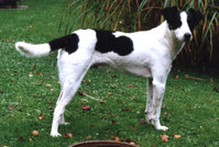 Typical example of a mongrel dog with  unknown ancestry from a sicilian population.