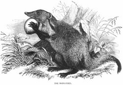 Mongoose, or Mangouste as depicted in the 1851 Illustrated London Reading Book