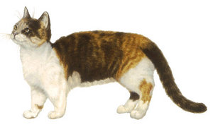 A typical munchkin cat, with shorter-than-average legs