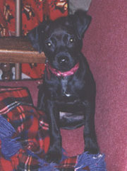 Black Patterdale Terrier puppy at 9 weeks.