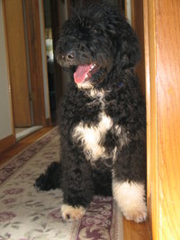 Portuguese Water Dog of the Curly Coat Type