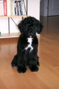 Portuguese Water Dog Puppy of the Wavy Coat Type