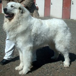 The Pyrenean Mountain Dog is one of the large breeds