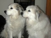 Two adult Pyrenean Mountain Dogs
