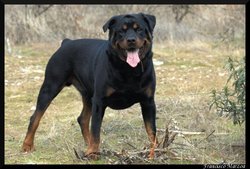 The Rottweiler is a muscular breed.