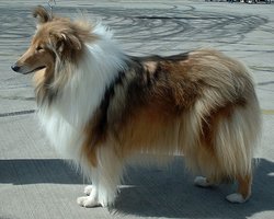 Sable and white Rough Collie
