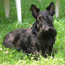 A black Scottish Terrier