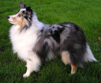 This blue merle sheltie is a dog agility champion.