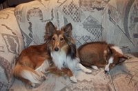 Sable and white shelties at one and half years and at 6 months. Professional grooming typically gives a fluffier coat than these. The puppy has a transitional "puppy fuzz" coat.