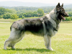 Plush-coated Shiloh Shepherd Dog
