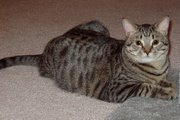 Typical domestic shorthaired cat. This cat has a black mackerel tabby coat.