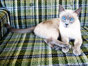A blue point Siamese cat