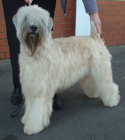Softcoated Wheaten Terrier stacking as if in the show ring