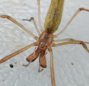 A long-jawed orb weaver illustrating jaws, pedipalps, and eye pattern