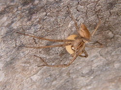 An unidentified species of spider guarding its (her) egg sac, Jerusalem, Israel.