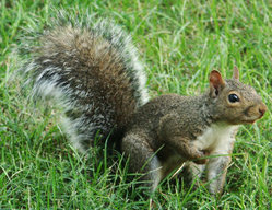 A common gray squirrel.