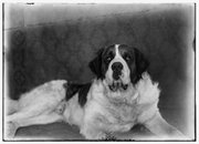 Scipio, a St. Bernard dog belonging to Orville Wright