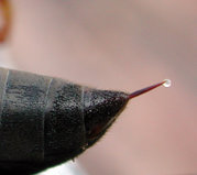 Wasp stinger, with droplet of venom