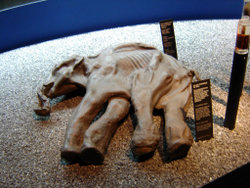 Preserved baby mammoth remains in Lucerne,Switzerland